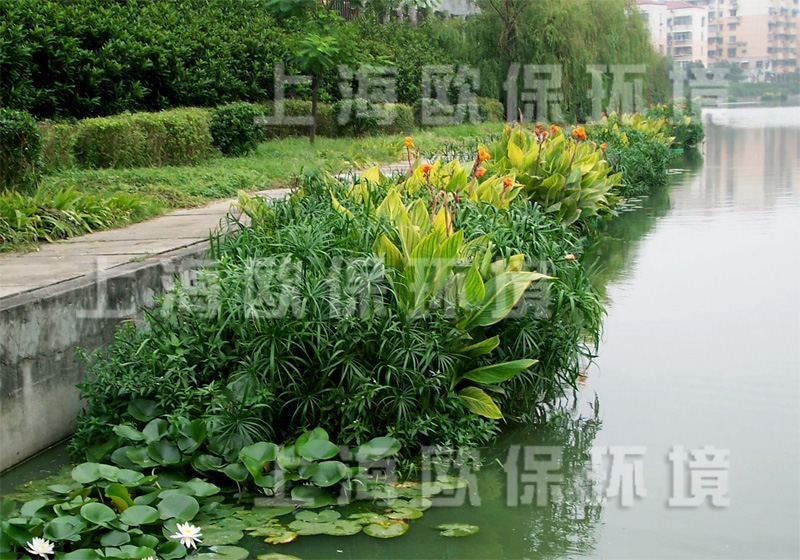 丛生型净水生态浮床上的繁茂植物