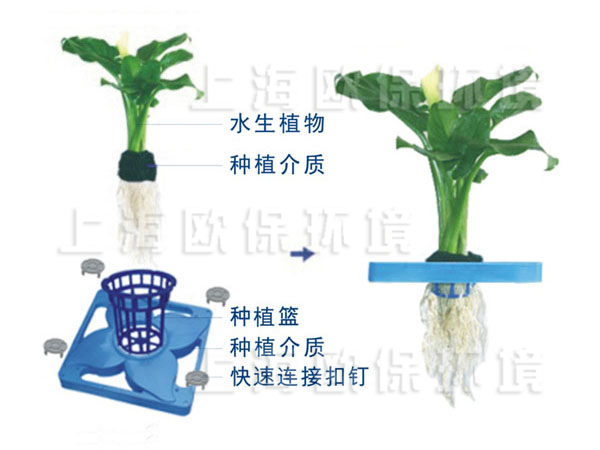 园艺型生态浮岛安装种植方式