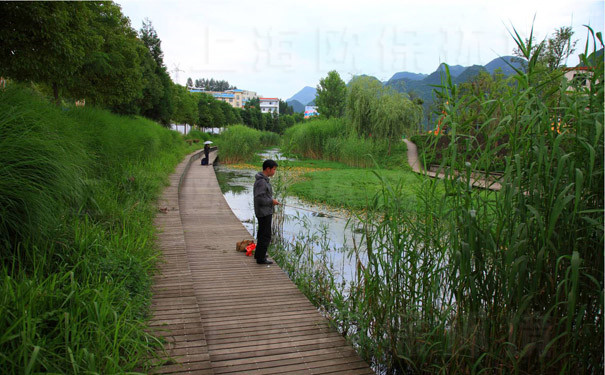 疯长的水生植物 影响景观水体 疯长的水生植物 影响景观水体