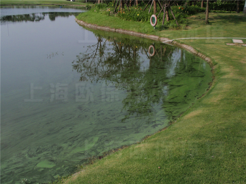 驳岸绿化施肥，大部分随雨水及浇灌进入水体，导致蓝藻过度繁殖