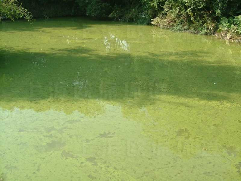 驳岸绿化施肥，大部分随雨水及浇灌进入水体，导致蓝藻过度繁殖