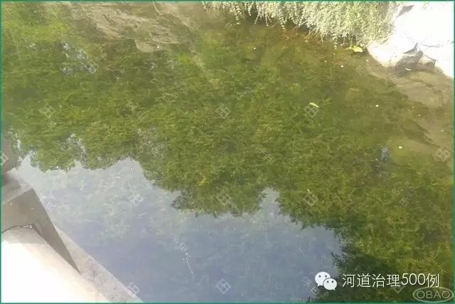 沉水植被刚栽种后沉水植栽种一个月后 沉水植被刚栽种后沉水植栽种一个月后
