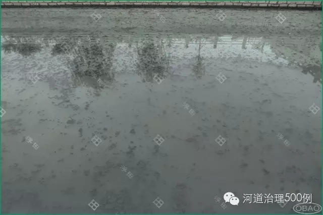 河面黑苔爆发 河面黑苔爆发