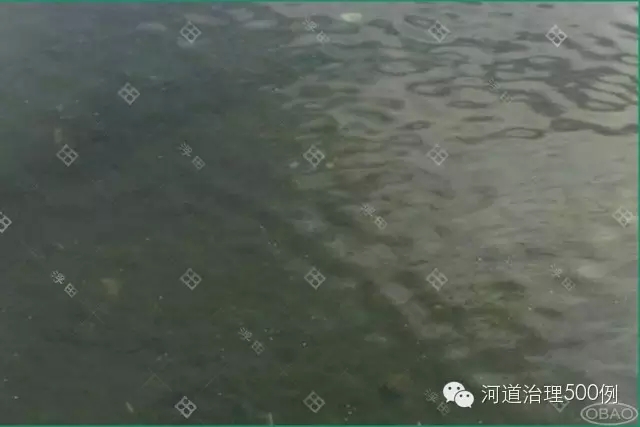 沉水植被刚栽种后 沉水植被刚栽种后