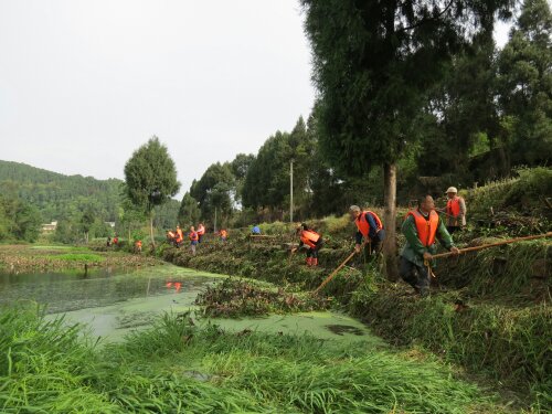 古井镇钟桥村打捞水葫芦 古井镇钟桥村打捞水葫芦