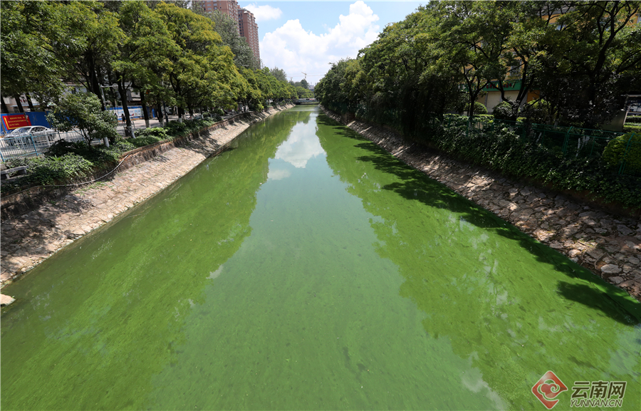 昆明大观河道出现蓝藻水华富集 市民希望及时开展除藻作业