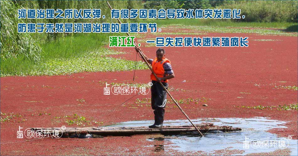 满江红覆盖水面,影响水面观感 满江红覆盖水面,影响水面观感