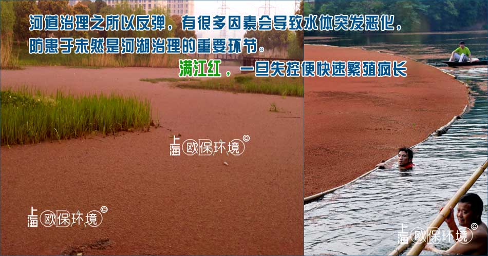 满江红覆盖水面,会影响水体水质,导致发黑发臭,人工打捞较难 满江红覆盖水面,会影响水体水质,导致发黑发臭,人工打捞较难