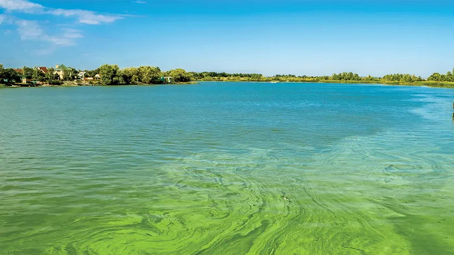 水库水质蓝藻治理 水库水质蓝藻治理