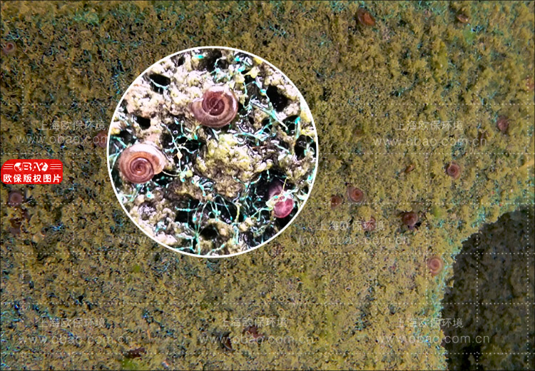 欧保&ldquo;生境填料&rdquo;与植物过滤组合使用，能够有效去除水中氮磷，提升出水水质。