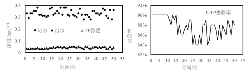 图4 加强型三池两坝技术对TP的去除效 图4 加强型三池两坝技术对TP的去除效